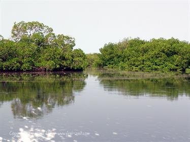 Gambia 05 Ausflug ins Saloum-Delta und zur Insel Ginack,_DSC00851b_B740